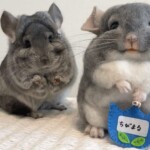 chinchilla